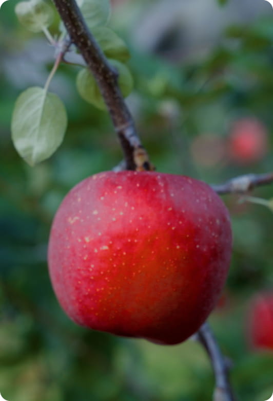 キッチンカー画像